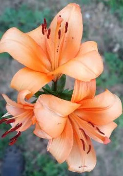 ORANGE LILY Stock Photos