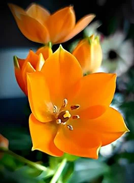 Orange Lily Stock Photos