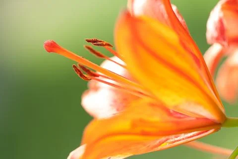 Orange lily Stock Photos