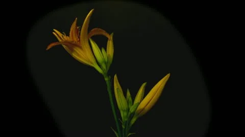 Orange lily time lapse 10 seconds Stock Footage 10946284