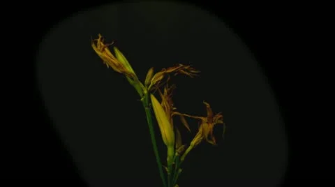 Orange lily time lapse 10 seconds reverse Stock Footage 10946452