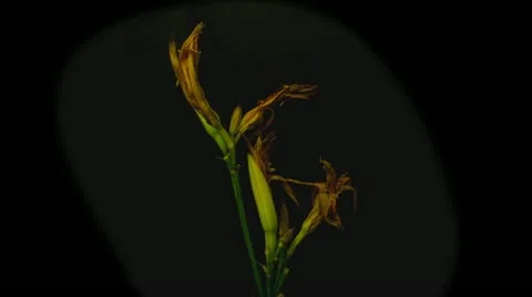 Orange lily time lapse 5 seconds reverse Stock Footage 10946124
