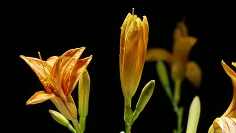 Orange Lily Time-Lapse – Blooming Beauty in Cinematic 8K Видео 320836040