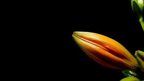 Orange Lily Time-lapse Stock Footage 79816125