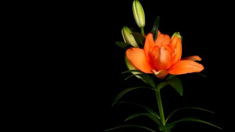 Orange Lily Timelapse Stock Footage 75744642