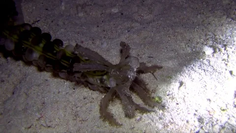 Orange-lined sea cucumber (Synaptula sp 3) in the night Stock Footage 78207134