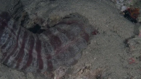 Orange-lined sea cucumber (Synaptula sp 3) in the night Stock-Footage 98163096