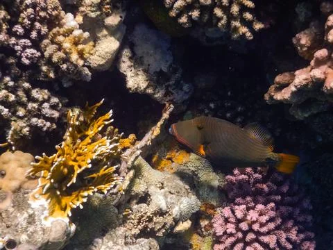 Orange lined triggerfish near corals in the red sea Stock Photos
