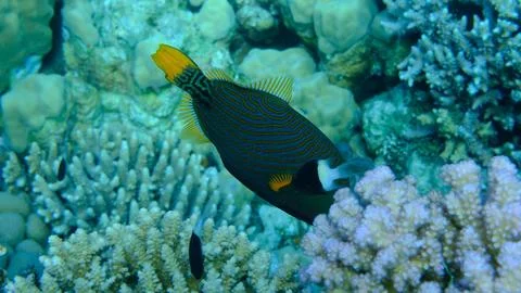 Orange-lined triggerfish or orangestriped (Balistapus undulatus) Stock Photos