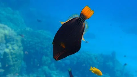 Orange-lined triggerfish or orangestriped (Balistapus undulatus) Stock Photos