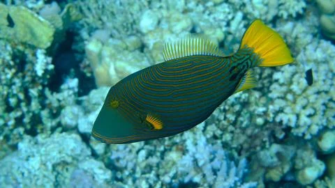 Orange-lined triggerfish or orangestriped (Balistapus undulatus) undersea Stock Photos