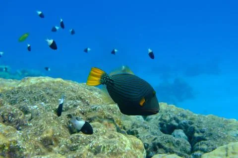 Orange-lined triggerfish or orangestriped (Balistapus undulatus) undersea Stock Photos
