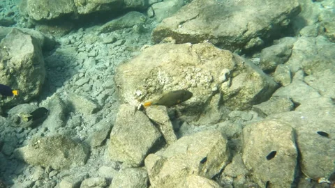 Orange Lined Triggerfish Swimming Along Coral Reef Stock Footage 305808980