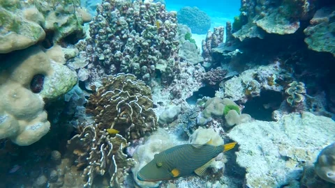 A Orange-lined triggerfish swimming through the dense coral reef ecosystem Stock Footage 306815707