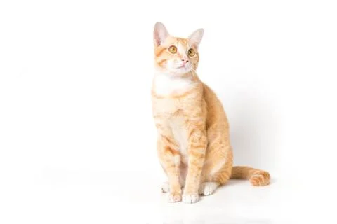 Orange little Cat Stock Photos