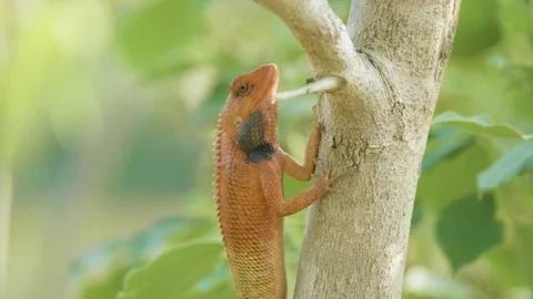Orange lizard on the tree finds insects to eat, national park Chitwan in Nepal. Vidéo 91887153