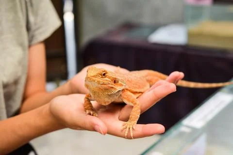 Orange lizards are on hand to explore. Stock Photos