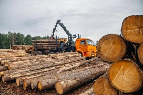 Orange logging truck with crane loading timber logs in a forest area, stacks of Stock Photos