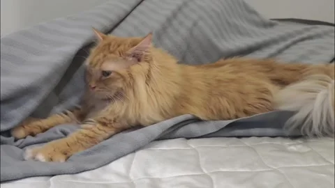 Orange Long Haired Cat Kneading Gray Blanket on Bed at Home, Stock Footage 341155460