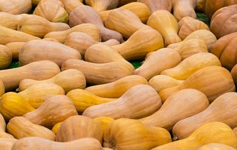 Orange long pumpkin natural pattern. autumn crop background background Stock Photos