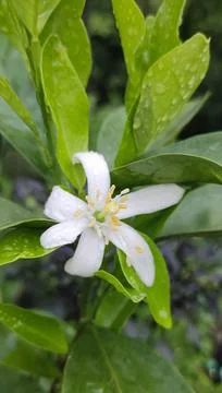 Orange Malta fruit tree, Malta Lemon Flower image Stock Photos