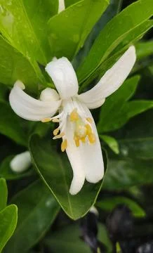 Orange Malta fruit tree, Malta Lemon Flower image, orange Malta fruit Flower Stock Photos