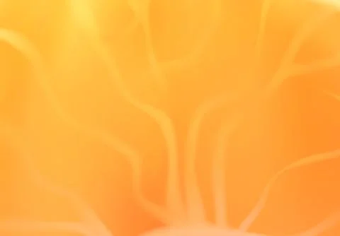 Orange mandarin texture background. fruit vector illustration Stock Illustration