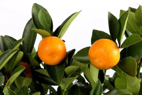 Orange mandarin on the tree Stock Photos