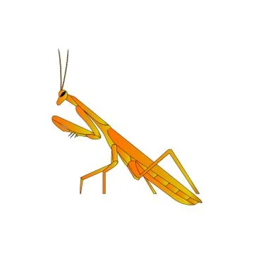Orange mantis 스톡 일러스트