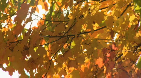 Orange maple 1 Stock Footage 623240