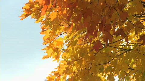 Orange maple 2 Stock Footage 623350