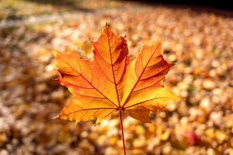 Orange maple acer leaf, fall autumn bokeh background, november colors Stock Photos