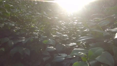 Orange Maple Branches and Glowing Garden Shrubs Stock Footage 346196514
