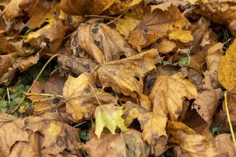 Orange maple foliage after wind and leaf fall Foto stock