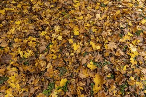 Orange maple foliage after wind and leaf fall Stock Photos