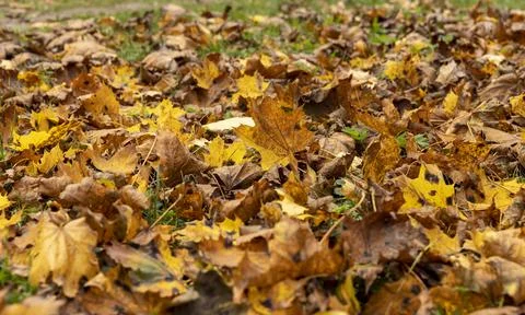 Orange maple foliage after wind and leaf fall Stock Photos