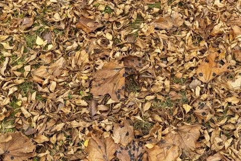 Orange maple foliage after wind and leaf fall Foto stock