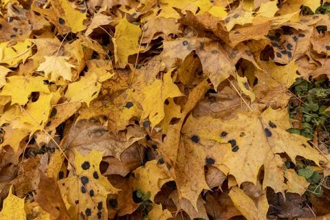 Orange maple foliage after wind and leaf fall Foto stock