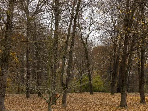 Orange maple foliage after wind and leaf fall Foto stock