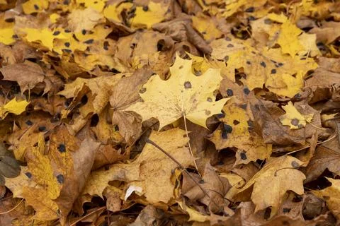 Orange maple foliage after wind and leaf fall Stock Photos