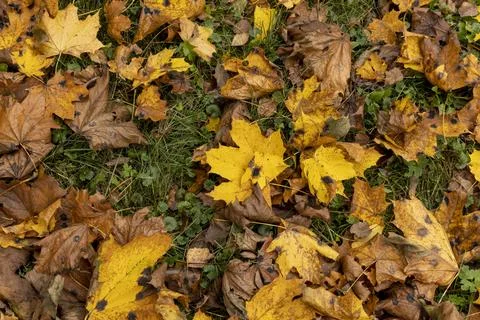 Orange maple foliage after wind and leaf fall Stock Photos