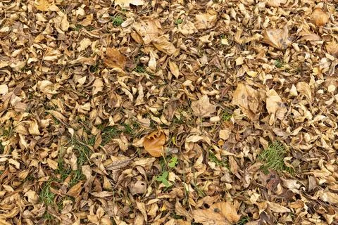 Orange maple foliage after wind and leaf fall Foto stock
