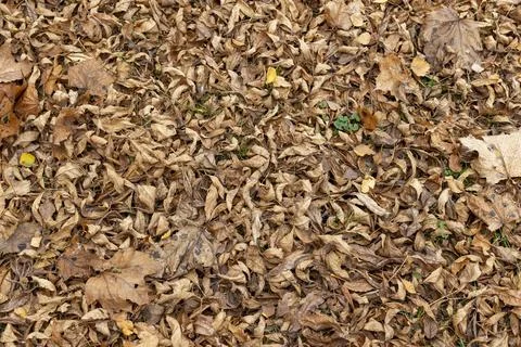 Orange maple foliage on the ground during leaf fall Stock Photos