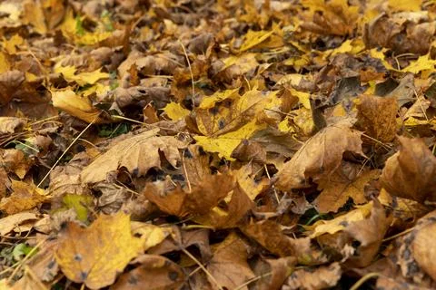Orange maple foliage on the ground during leaf fall Stock Photos