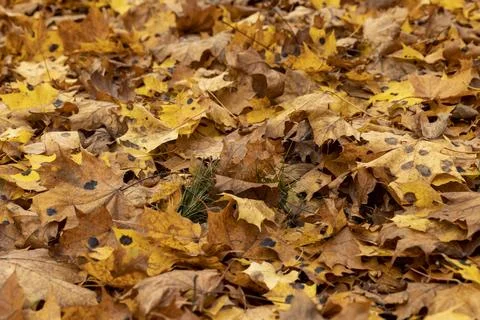 Orange maple foliage on the ground during leaf fall Stock Photos