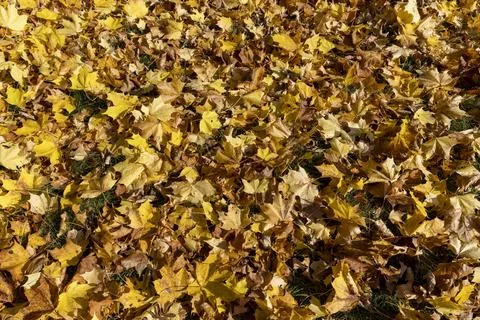 Orange maple foliage on the ground during leaf fall Stock Photos