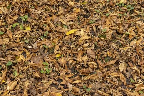 Orange maple foliage on the ground during leaf fall Stock Photos