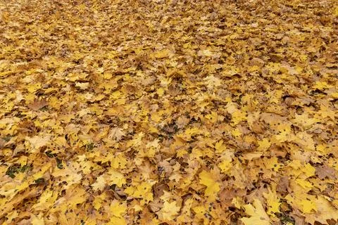 Orange maple foliage on the ground during leaf fall Stock Photos