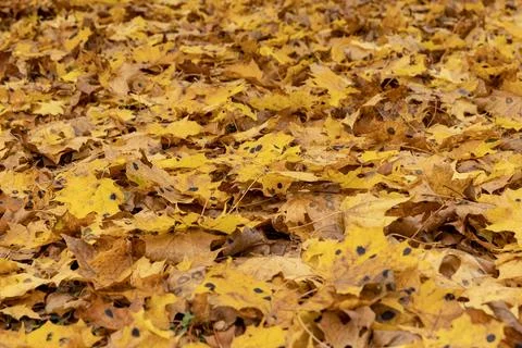 Orange maple foliage on the ground during leaf fall Stock Photos