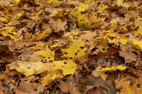 Orange maple foliage on the ground during leaf fall Stock Photos